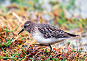 Calidris minutilla